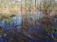 NL, Noord-Brabant, Valkenswaard, Driebruggen 8, Saxifraga-Tom Heijnen