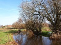 NL, Noord-Brabant, Valkenswaard, Keersop SE of Dommelen 1, Saxifraga-Tom Heijnen