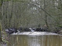 NL, Noord-Brabant, Valkenswaard, Keersop in De Elshouters 2, Saxifraga-Tom Heijnen