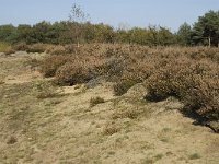 NL, Noord-Brabant, Valkenswaard, Malpiebergsche Heide 5, Saxifraga-Jan van der Straaten