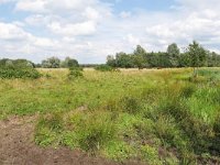 NL, Noord-Brabant, Valkenswaard, Patersgronden 5, Saxifraga-Tom Heijnen