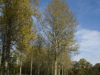 NL, Noord-Brabant, Valkenswaard, Pelterheggen 21, Saxifraga-Jan van der Straaten