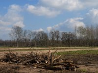 NL, Noord-Brabant, Valkenswaard, Pelterheggen 47, Saxifraga-Jan van der Straaten