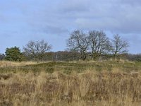 NL, Noord-Brabant, Valkenswaard, Plateaux-Hageven 13, Saxifraga-Tom Heijnen