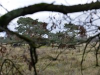 NL, Noord-Brabant, Valkenswaard, Plateaux-Hageven 7, Saxifraga-Tom Heijnen