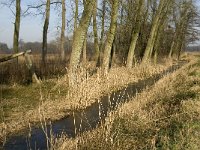 NL, Noord-Brabant, Valkenswaard, Tongelreep 3, Saxifraga-Jan van der Straaten