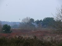 NL, Noord-Brabant, Valkenswaard, Vaarvennen in De Malpie 1, Saxifraga-Tom Heijnen