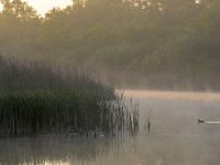 NL, Noord-Brabant, Valkenswaard, Visvijvers in Landgoed Valkenhorst 20, Saxifraga-Tom Heijnen