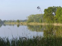 NL, Noord-Brabant, Valkenswaard, Visvijvers in Landgoed Valkenhorst 22, Saxifraga-Tom Heijnen