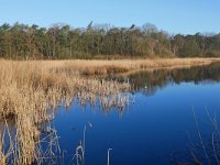 NL, Noord-Brabant, Valkenswaard, Visvijvers in Landgoed Valkenhorst 27, Saxifraga-Tom Heijnen