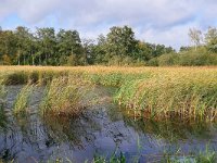 NL, Noord-Brabant, Valkenswaard, Visvijvers in Landgoed Valkenhorst 32, Saxifraga-Tom Heijnen