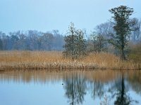 NL, Noord-Brabant, Valkenswaard, Visvijvers in Landgoed Valkenhorst 33, Saxifraga-Tom Heijnen