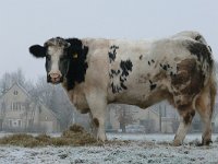 NL, Noord-Brabant, Veldhoven, Berkt 3, Saxifraga-Tom Heijnen