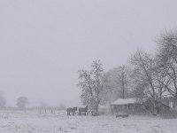 NL, Noord-Brabant, Veldhoven, Berkt 5, Saxifraga-Tom Heijnen