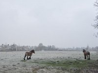 NL, Noord-Brabant, Veldhoven, Berkt 6, Saxifraga-Tom Heijnen