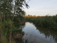 NL, Noord-Brabant, Veldhoven, Dommel valley N of Volmolenweg 6, Saxifraga-Tom Heijnen