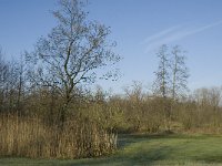 NL, Noord-Brabant, Waalre, De Elshouters 6, Saxifraga-Jan van der Straaten