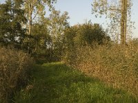 NL, Noord-Brabant, Waalwijk, De Dullaard 11, Saxifraga-Jan van der Straaten