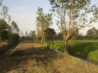 NL, Noord-Brabant, Waalwijk, De Dullaard 2, Saxifraga-Jan van der Straaten