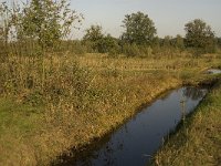 NL, Noord-Brabant, Waalwijk, Labbegat 14, Saxifraga-Jan van der Straaten