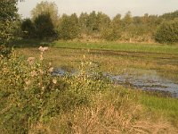 NL, Noord-Brabant, Waalwijk, Labbegat 16, Saxifraga-Jan van der Straaten