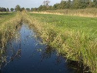 NL, Noord-Brabant, Waalwijk, Meerdijksche Driessen 13, Saxifraga-Jan van der Straaten