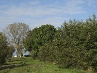 NL, Noord-Brabant, Waalwijk, Meerdijksche Driessen 7, Saxifraga-Jan van der Straaten