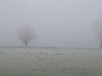 NL, Noord-Brabant, Waalwijk, near Waalwijk 3, Saxifraga-Tom Heijnen