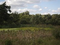 NL, Noord-Brabant, Woensdrecht 2, Saxifraga-Roel Meije  Pond with Bulrush in nature reserve Grote Meer, Woensdrecht, North Brabant, Netherlands : natural, nature, nature reserve, rural landscape, forest, Grote Meer, tree, woodland, bulrush, typha, typha latifolia