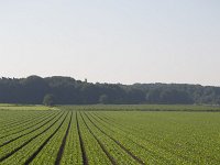 Iceberg lettuce  growing in the open air : agriculture, food, green, horticultural, horticulture, parcel, row, rows, vegetable, vegetables, agricultural, field, many, iceberg lettuce, lettuce