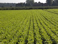 NL, Noord-Brabant, Woensdrecht 5, Saxifraga-Roel Meijer  Rows of French beans growing in the open air : agricultural, agriculture, field, food, green, horticultural, horticulture, many, parcel, row, rows, vegetable, vegetables, beab, green beans