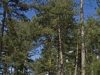 NL, Noord-Brabant, Woensdrecht, de Zoom, Kriekelareduinen 5, Saxifraga-Jan van der Straaten