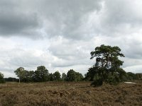 NL, Noord-Brabant, Zundert, Oude Buisse Heide 10, Saxifraga-Jan van der Straaten