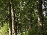 NL, Noord-Brabant, Zundert, Wallsteijn 2, Saxifraga-Jan van der Straaten