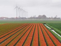 NL, Noord-Holland, Bergen, Camperduin 2, Saxifraga-Dirk Hilbers