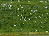 NL, Noord-Holland, Bergen, Camperduin 5, Saxifraga-Dirk Hilbers