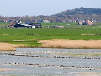 NL, Noord-Holland, Bergen, De Putten 1, Saxifraga-Dirk Hilbers