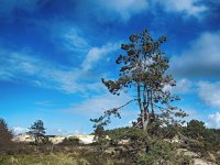 NL, Noord-Holland, Bergen, Schoorl 3, Saxifraga-Dirk Hilbers