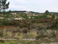 NL, Noord-Holland, Bergen, Schoorlse Duinen 2, Saxifraga-Tom Heijnen