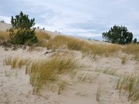 NL, Noord-Holland, Bergen, Schoorlse Duinen 5, Saxifraga-Tom Heijnen