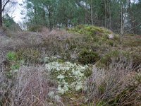 NL, Noord-Holland, Bergen, Schoorlse Duinen 8, Saxifraga-Tom Heijnen