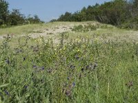 NL, Noord-Holland, Bloemendaal, Zuid Kennemerland 11, Saxifraga-Willem van Kruijsbergen