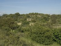 NL, Noord-Holland, Bloemendaal, Zuid Kennemerland 15, Saxifraga-Willem van Kruijsbergen