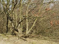 NL, Noord-Holland, Castricum, Noordhollands Duinreservaat, Duin en Bosch 1, Saxifraga-Jan van der Straaten