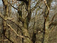 NL, Noord-Holland, Castricum, Noordhollands Duinreservaat, Duin en Bosch 4, Saxifraga-Jan van der Straaten