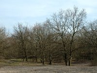 NL, Noord-Holland, Castricum, Noordhollands Duinreservaat, Duin en Bosch 6, Saxifraga-Jan van der Straaten