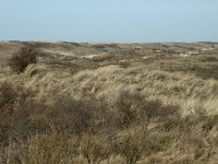 NL, Noord-Holland, Castricum, Noordhollands Duinreservaat, Vogelduin 2, Saxifraga-Jan van der Straaten