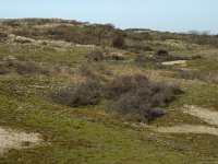 NL, Noord-Holland, Castricum, Noordhollands Duinreservaat, Vogelduin 6, Saxifraga-Jan van der Straaten