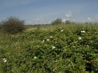 NL, Noord-Holland, Castricum, Noordhollands duinreservaat 12, Saxifraga-Willem van Kruijsbergen