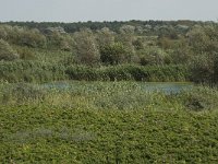 NL, Noord-Holland, Castricum, Noordhollands duinreservaat 18, Saxifraga-Willem van Kruijsbergen